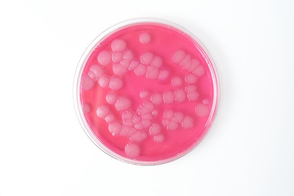 Основа селективного агара для Bacillus cereus (MYP- агара) сухая 0,25 кг по ГОСТ ISO 21871-2013